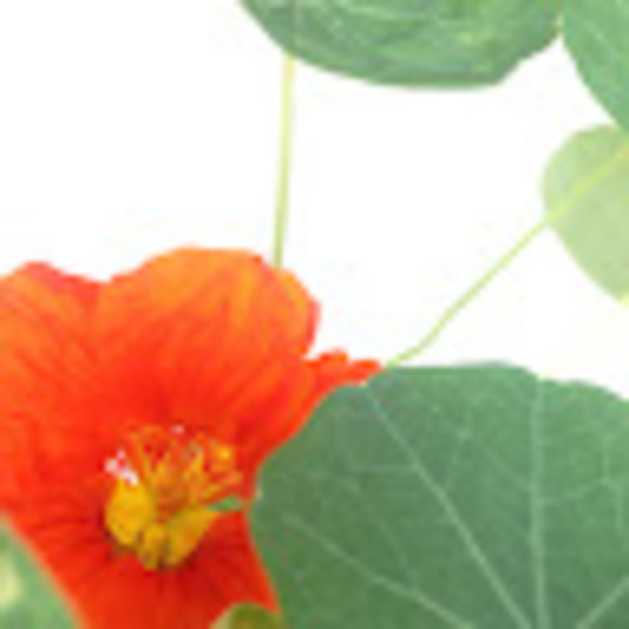 tropical561